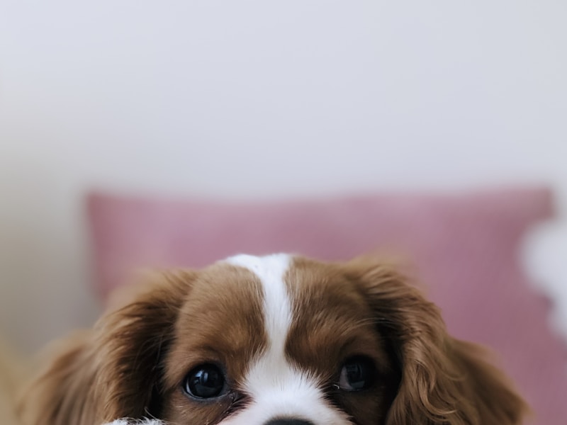 Wentelteefjes met mascarpone en rood fruit